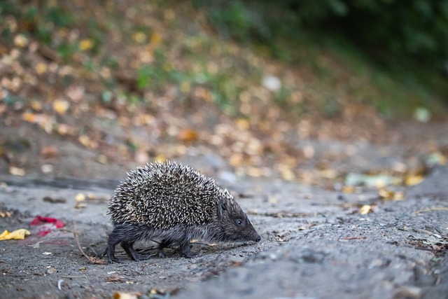 创造得分机 创造得分机