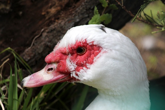 NBA ：灰熊队125比134不敌勇士，比赛结束时莫兰特在退场时对着勇士球员做出拔枪手势.